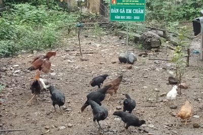Công trình măn non:  ” Vườn chuối em trồng”; ” Đàn gà em chăm” năm học 2021 – 2022 của liên đội trường PTDTNT THCS Ba Tơ